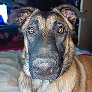 Mirage a rejoint le concours — aidez-le/la à gagner de superbes lots ! dog, canine, pet, close_up, nose, eyes, ears, fur, muzzle, whiskers, brindle, bed, blanket, indoor, home_interior, television, portrait, curious, collar, flash_lighting