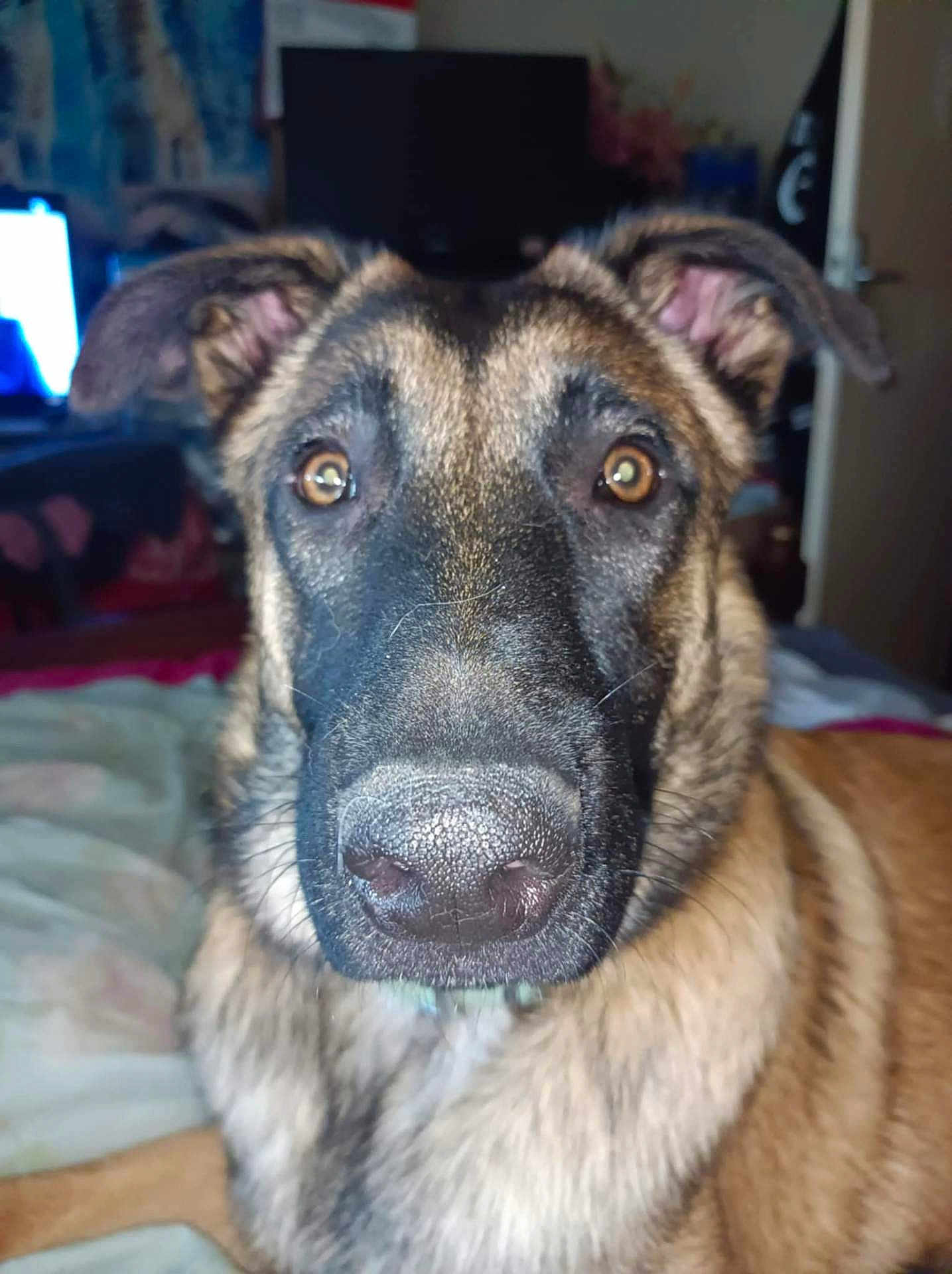 Mirage a rejoint le concours — aidez-le/la à gagner de superbes lots ! dog, canine, pet, close_up, nose, eyes, ears, fur, muzzle, whiskers, brindle, bed, blanket, indoor, home_interior, television, portrait, curious, collar, flash_lighting