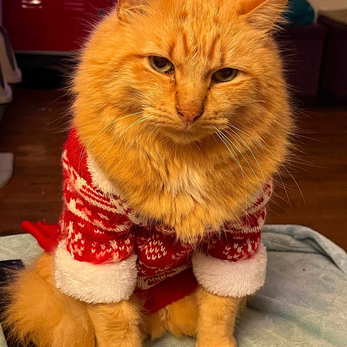 Garfield participe au concours pour gagner de l'argent avec cette photo : abyssinian, animal, architecture, building, cat, clothing, computerhardware, couch, electronics, furniture, hardware, hardwood, knitwear, manx, monitor, pet, screen, sweater, tv, wood