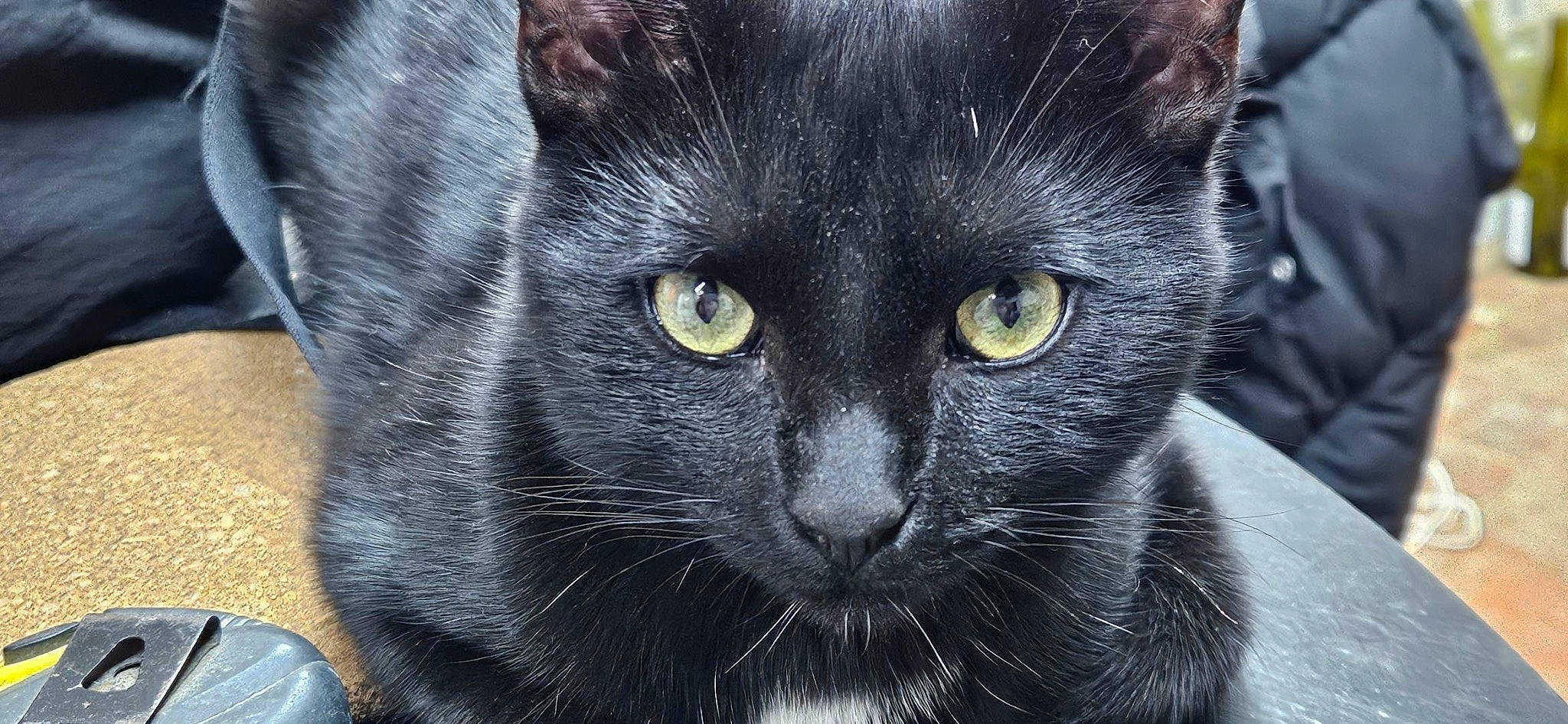 Moumoune participe au concours pour gagner de l'argent avec cette photo : black_cat, bombay, carnivore, cat, domestic_short_haired_cat, felidae, fur, head, iris, pet_supply, small_to_medium_sized_cats, snout, terrestrial_animal, whiskers