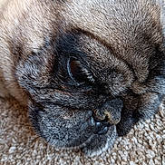 Wyatt is registered to the contest to win money with this photo: dog, pug, close_up, face, fur, eye, carpet, resting, pet, animal, cute, sleepy, brown, black, texture, snout, whiskers, portrait, domestic_animal, mammal