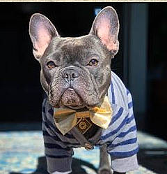 Austin is registered to the contest to win money with this photo: bulldog, canidae, carnivore, companion_dog, dog, dog_breed, fawn, french_bulldog, mammal, molosser, non_sporting_group, rare_breed_dog, snout, toy_bulldog, vertebrate