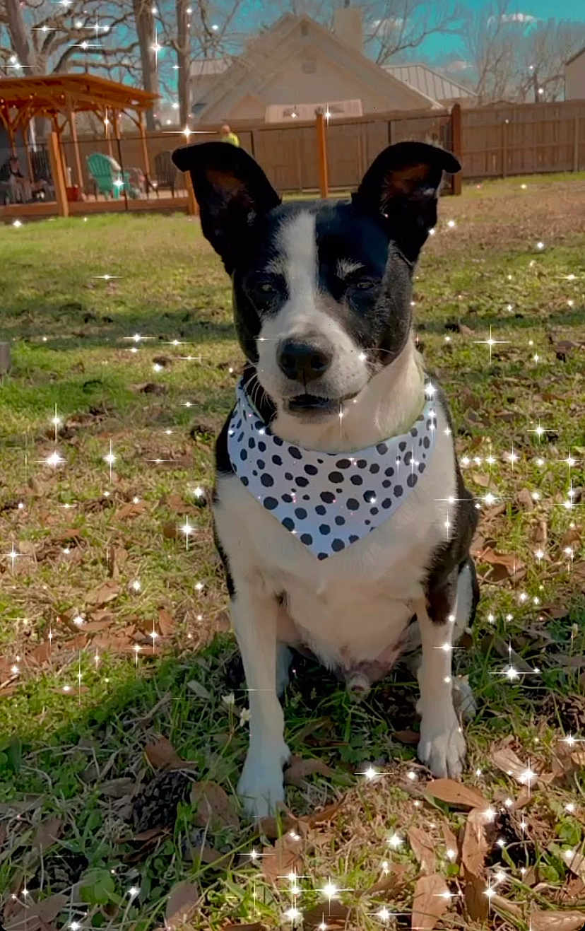 Kash