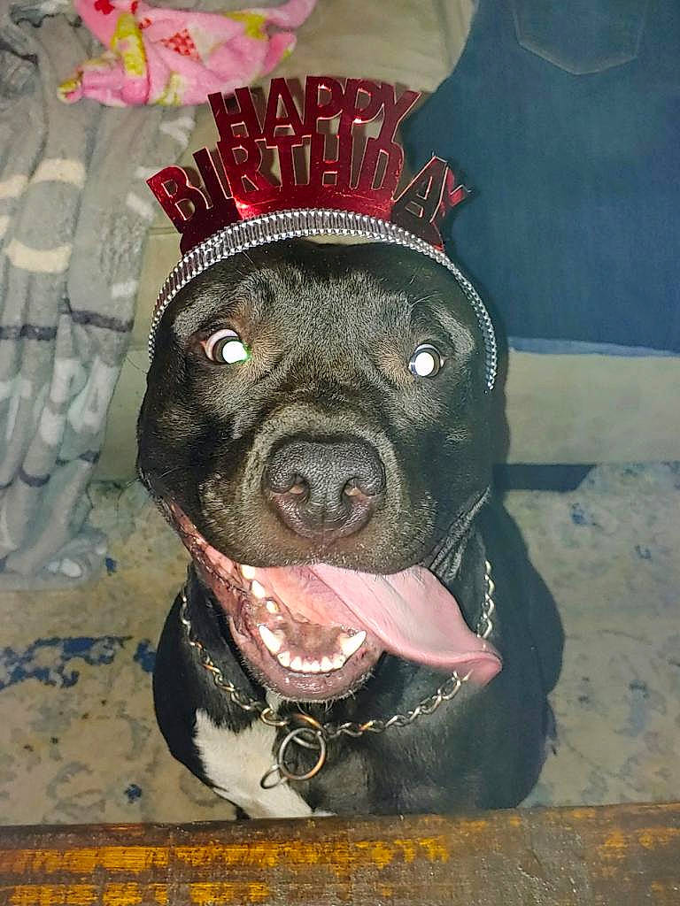 Kilo is registered to the contest to win money with this photo: american_pit_bull_terrier, american_staffordshire_terrier, bandog, cane_corso, canidae, carnivore, dog, dog_breed, fawn, non_sporting_group, pit_bull, rare_breed_dog, snout, sporting_group, staffordshire_bull_terrier