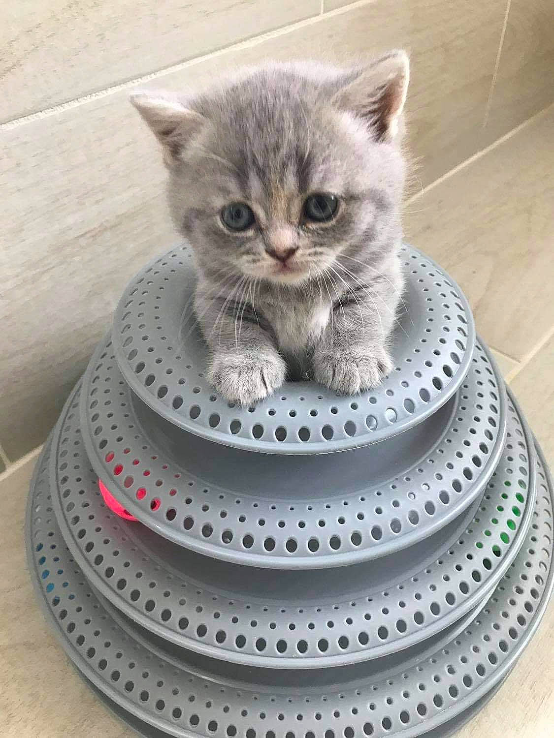 Chloe is registered to the contest to win money with this photo: art, automotive_tire, automotive_wheel_system, carnivore, cat, cat_supply, circle, domestic_short_haired_cat, felidae, fur, grey, pattern, paw, porcelain, sculpture, serveware, small_to_medium_sized_cats, whiskers