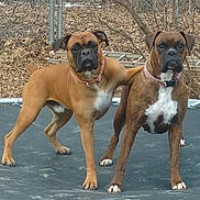 Duke joined the competition — help win amazing prizes! animal, backyard, boxer, brown, canine, collar, companions, dog, fence, leafless, nature, outdoor, paw_on_back, pets, playful, standing, trampoline, tree, two_dogs, white