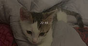 Suki a rejoint le concours — aidez-le/la à gagner de superbes lots ! animal, bed, blanket, cat, comfort, cozy, cute, domestic, feline, fur, gray, indoor, kitten, paws, pet, resting, sleepy, soft, white, young