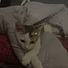 animal, bed, blanket, cat, comfort, cozy, cute, domestic, feline, fur, gray, indoor, kitten, paws, pet, resting, sleepy, soft, white, young