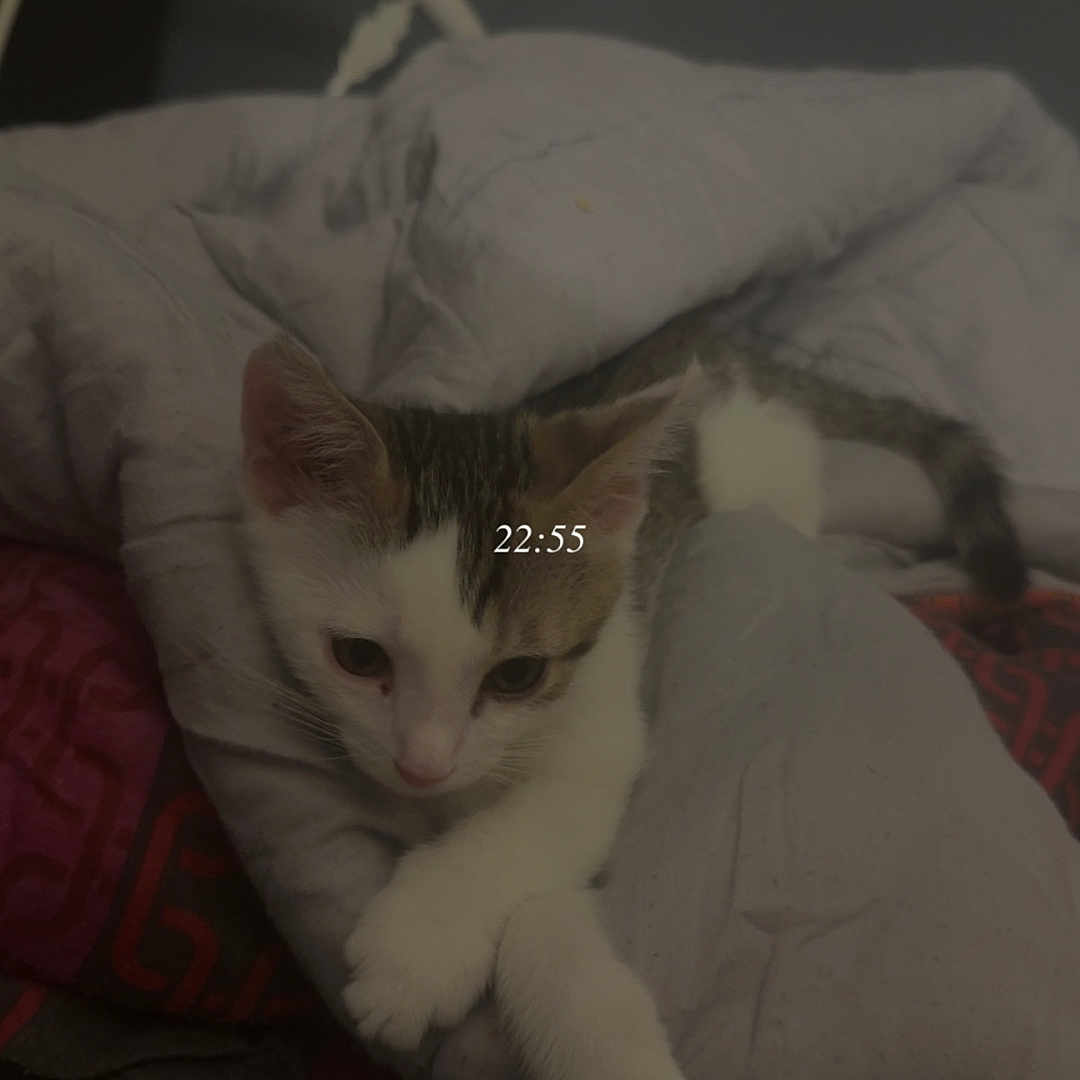 Suki