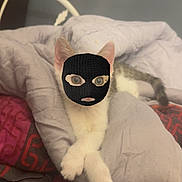 Suki participe au concours pour gagner de l'argent avec cette photo : animal, bed, blanket, cat, cozy, cute, digital_edit, domestic_cat, feline, funny, fur, indoor, lying_down, mask, paws, pet, relaxed, resting, soft, white_cat