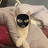 animal, bed, blanket, cat, cozy, cute, digital_edit, domestic_cat, feline, funny, fur, indoor, lying_down, mask, paws, pet, relaxed, resting, soft, white_cat