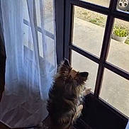 Willy a rejoint le concours — aidez-le/la à gagner de superbes lots ! dog, indoor, glass_door, curtain, window, pet, fluffy, standing, looking_out, door_handle, car, potted_plant, sunlight, shadow, floor, home, animal, waiting, quiet, daylight