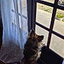dog, indoor, glass_door, curtain, window, pet, fluffy, standing, looking_out, door_handle, car, potted_plant, sunlight, shadow, floor, home, animal, waiting, quiet, daylight