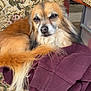 dog, fluffy, brown_fur, long_hair, chair, patterned_fabric, sweater, maroon, relaxed, indoors, pet, animal, furniture, cozy, resting, portrait, canine, cute, domestic_animal, close_up