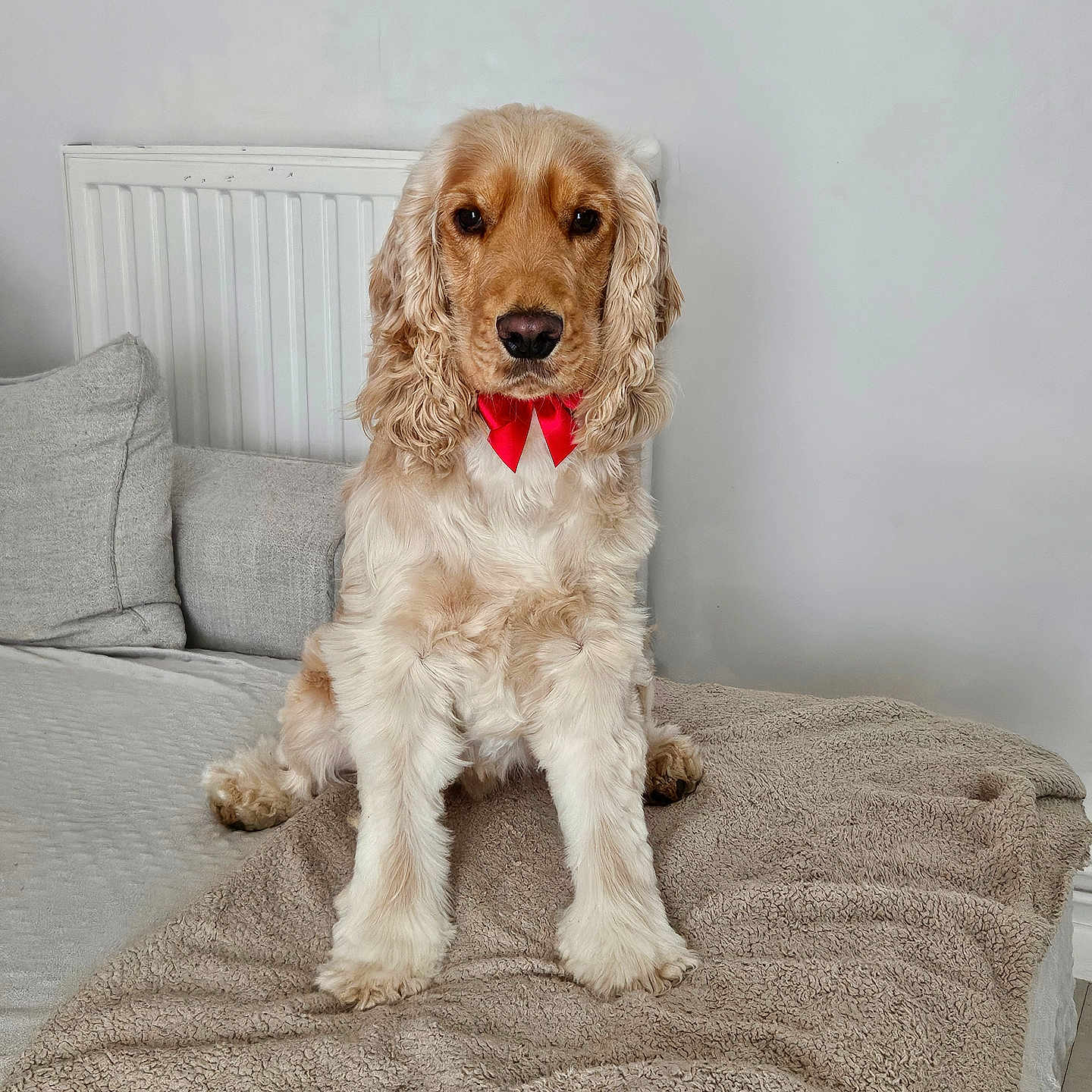 Tyron a rejoint le concours — aidez-le/la à gagner de superbes lots ! animal, blanket, canine, cockerspaniel, couch, cushion, dog, dogbed, furniture, homedecor, papillon, pet, poodle, puppy, terrier
