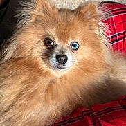 Toby is registered to the contest to win money with this photo: dog, pomeranian, fluffy, heterochromia, brown_eye, blue_eye, pet, animal, fur, portrait, indoor, blanket, red, plaid, cozy, cute, small_dog, nose, ears, whiskers