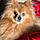 Toby