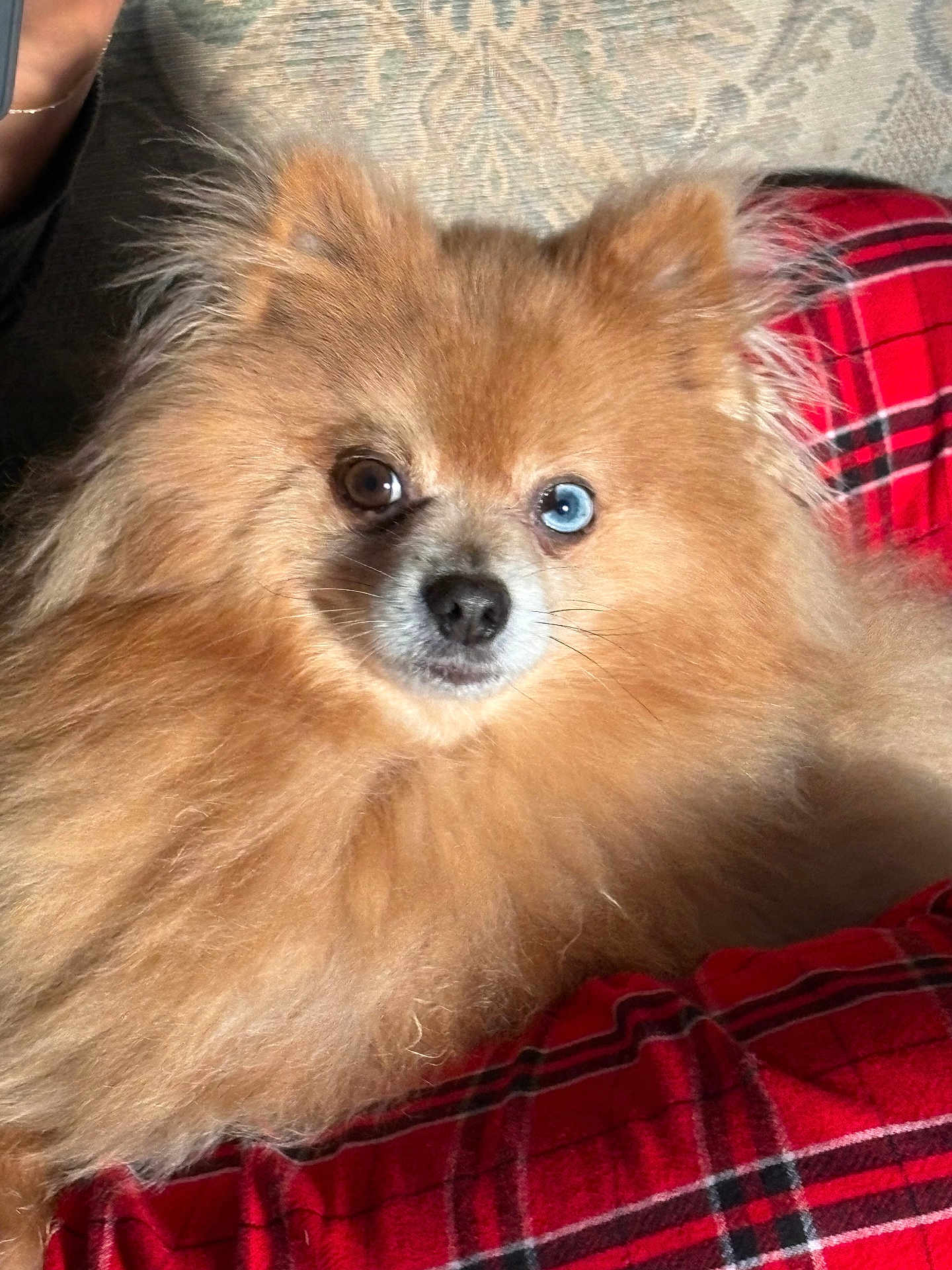 Toby