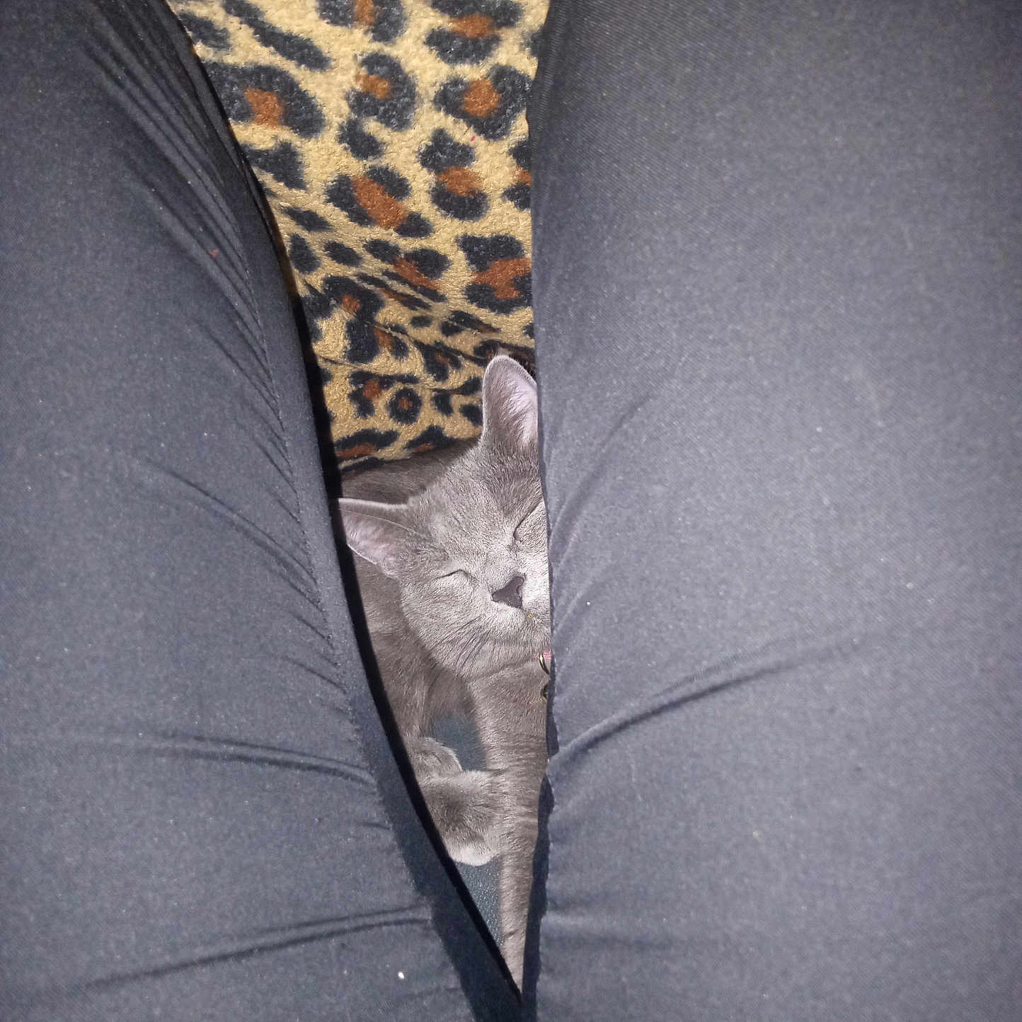Baby joined the competition — help win amazing prizes! abyssinian, animal, armchair, cat, chair, clothing, coat, couch, cushion, formalwear, furniture, homedecor, kitten, linen, manx, person, pet, siamese, sleeping, suit