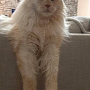Pépite participe au concours pour gagner de l'argent avec cette photo : cat, fluffy, cream_colored, relaxed, lounging, sofa, indoor, pet, feline, ears, whiskers, fur, home, cozy, stone_wall, background, cute, animal, domestic, portrait