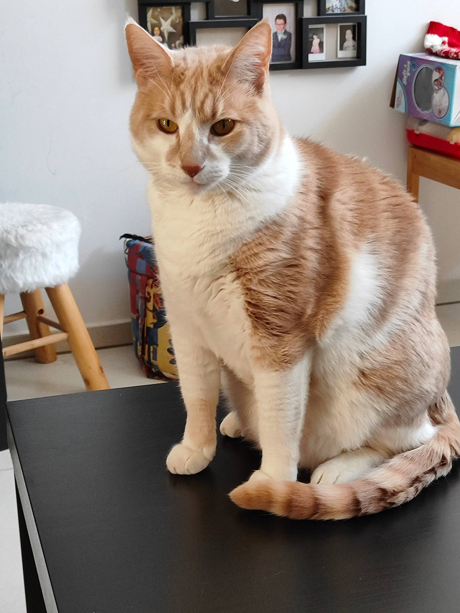 Ruben participe au concours pour gagner de l'argent avec cette photo : carnivore, cat, comfort, domestic_short_haired_cat, eye, fawn, felidae, flooring, fur, hardwood, paw, picture_frame, sitting, small_to_medium_sized_cats, snout, table, tail, whiskers, window, wood