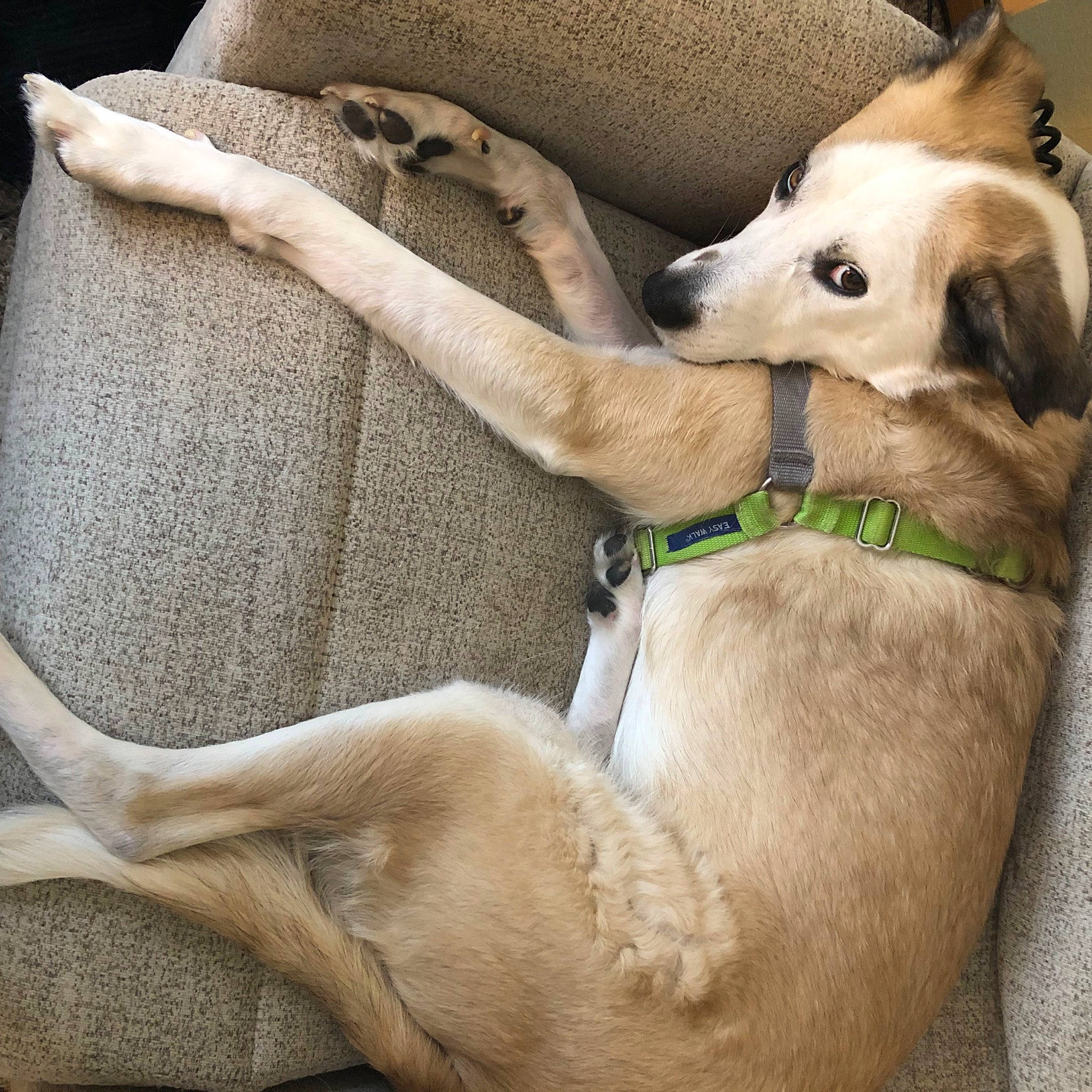 Jorge is registered to the contest to win money with this photo: canidae, carnivore, collar, comfort, companion_dog, couch, dog, dog_breed, dog_collar, dog_supply, ear, fawn, fur, linens, paw, pet_supply, snout, sporting_group, whiskers, working_animal