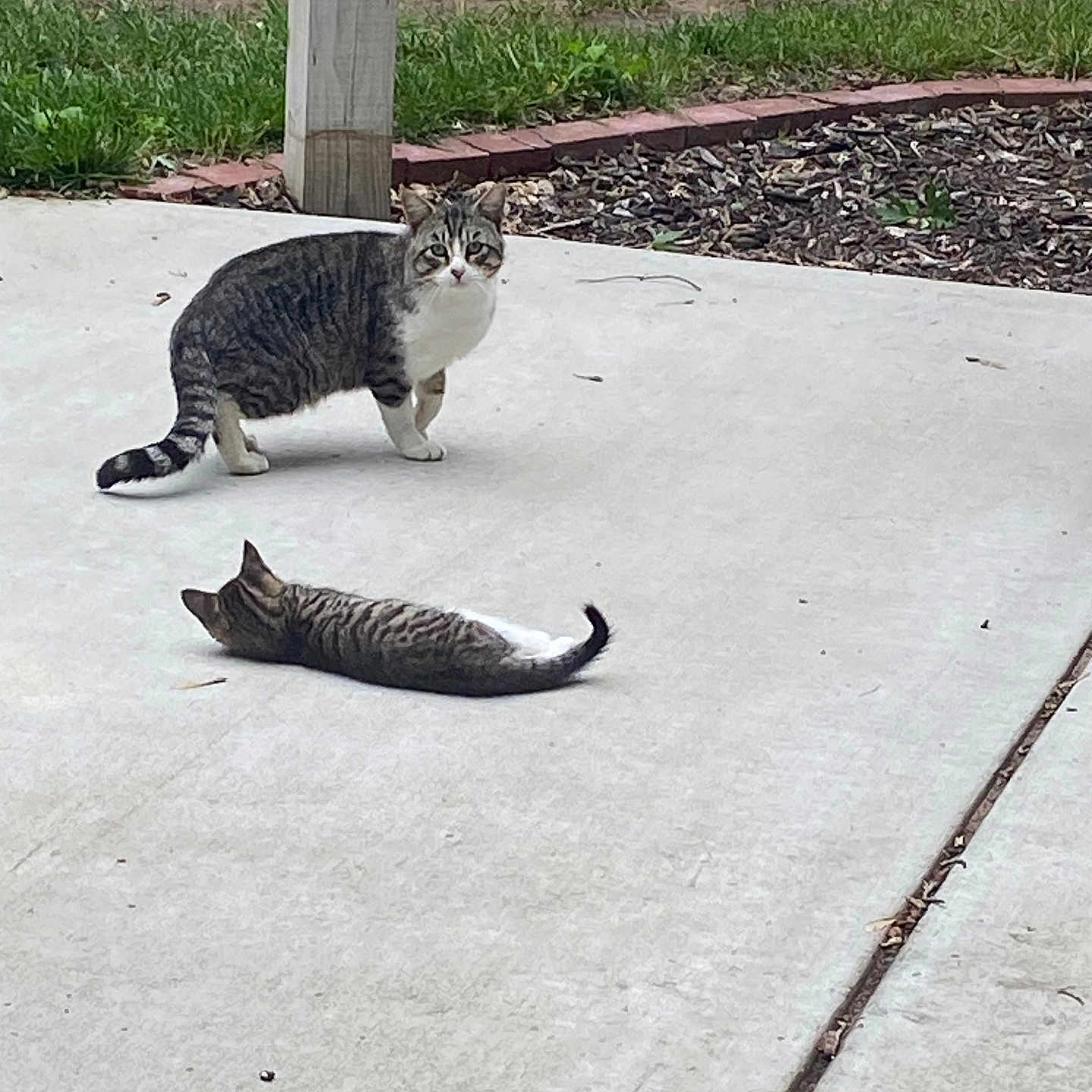 Rasia And Pickles joined the competition — help win amazing prizes! animal, backyard, brick_edge, cat, concrete, curious, daylight, domestic_animal, feline, garden_bed, grass, mammal, nature, outdoor, patio, pet, resting, standing, tabby_cat, two_animals
