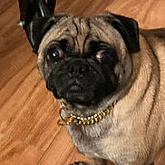 Shorty is registered to the contest to win money with this photo: animal, canine, close_up, collar, companion, cute, dog, domestic, ears, eyes, face, fur, furniture, gold_chain, indoor, looking, paw, pet, pug, wooden_floor