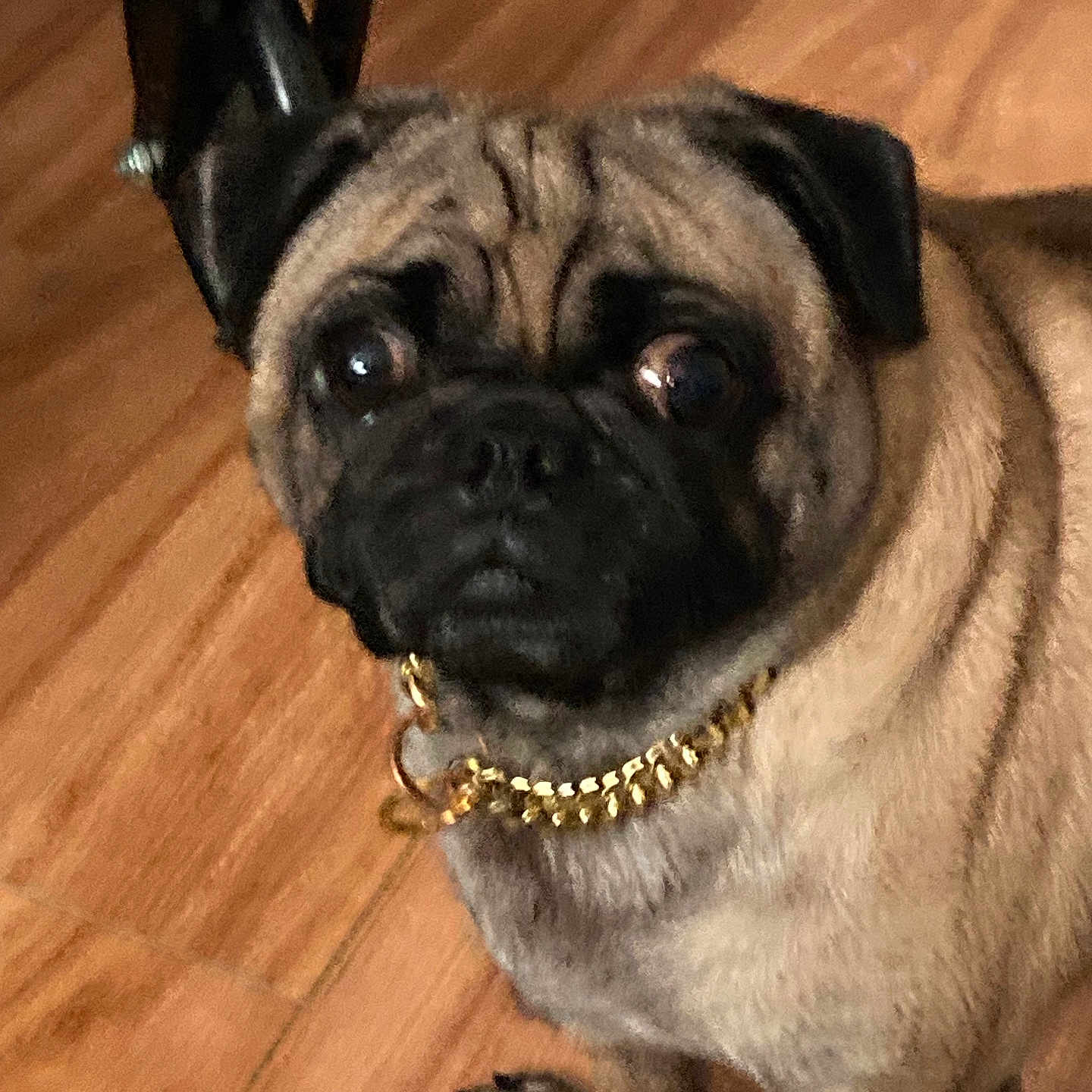 Shorty is registered to the contest to win money with this photo: animal, canine, close_up, collar, companion, cute, dog, domestic, ears, eyes, face, fur, furniture, gold_chain, indoor, looking, paw, pet, pug, wooden_floor