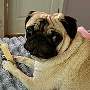 Coco joined the competition — help win amazing prizes! dog, pug, bone, pet, indoor, blanket, cozy, animal, cute, fur, snout, ears, paw, relaxed, companion, face, looking_back, resting, domestic, cute_pet