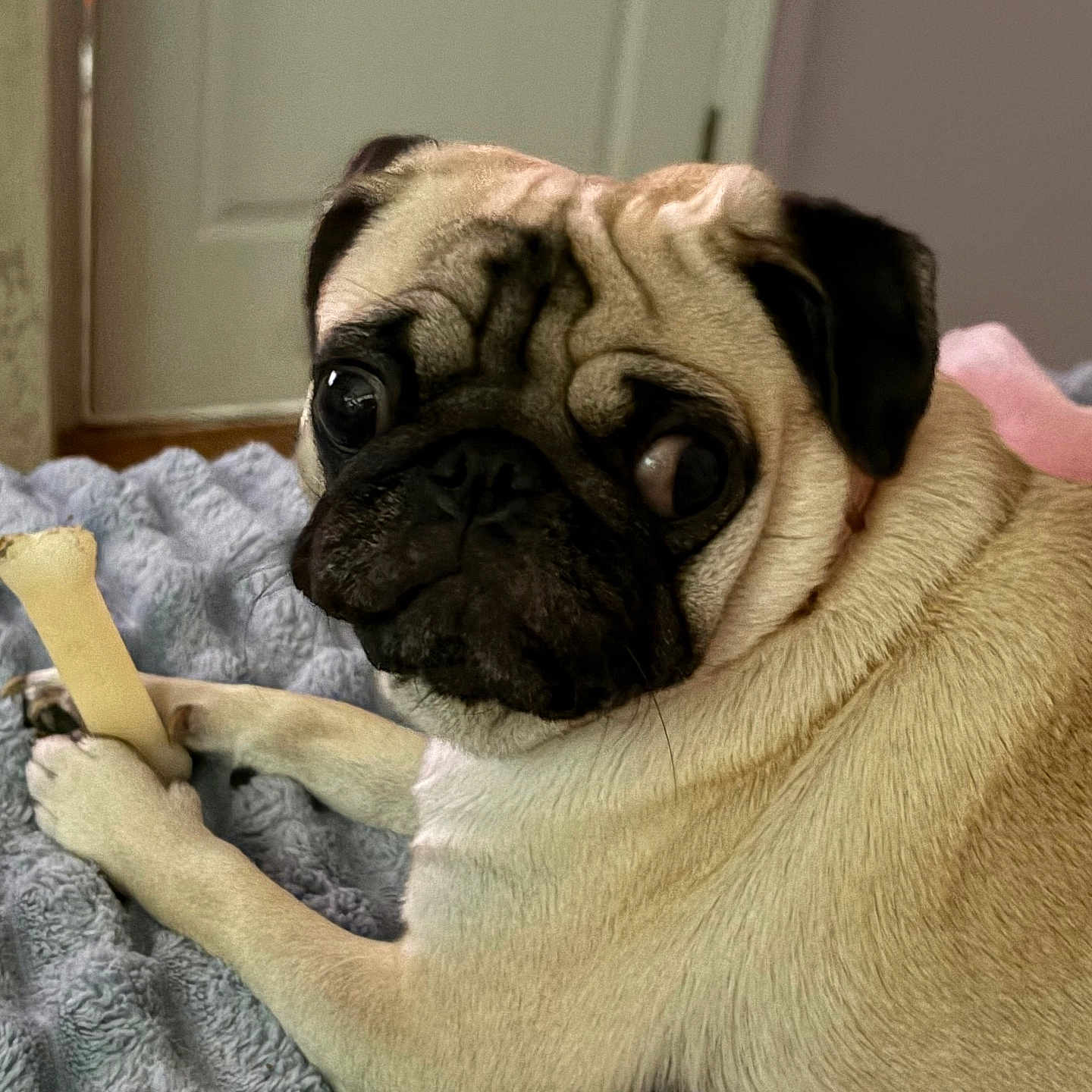Coco joined the competition — help win amazing prizes! dog, pug, bone, pet, indoor, blanket, cozy, animal, cute, fur, snout, ears, paw, relaxed, companion, face, looking_back, resting, domestic, cute_pet