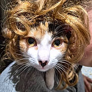 Ariely participe au concours pour gagner de l'argent avec cette photo : cat, calico_cat, wig, costume, close_up, portrait, whiskers, yellow_eyes, nose, fur, pet, indoor, cute, funny, looking_at_camera, human_hand, lap, hairpiece, domestic_cat, curly_hair