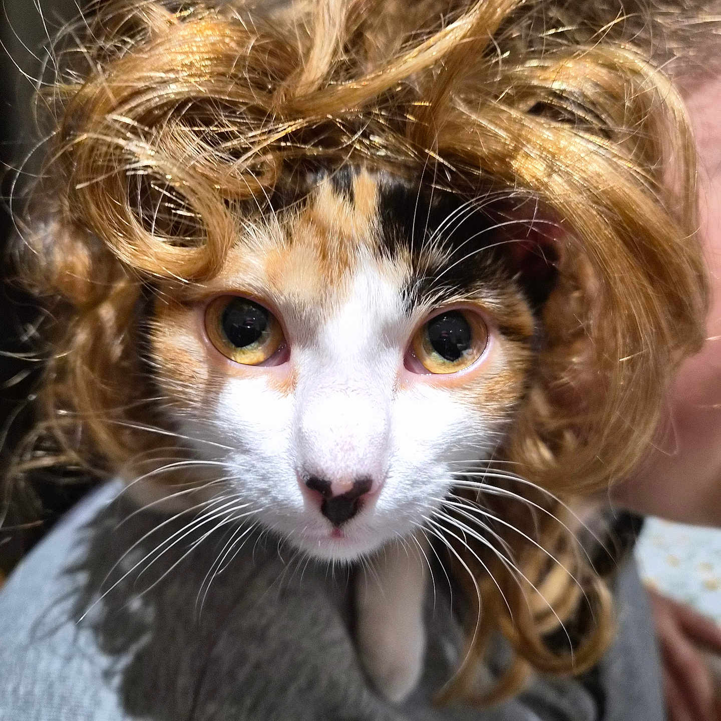 Ariely participe au concours pour gagner de l'argent avec cette photo : calico_cat, cat, close_up, costume, curly_hair, cute, domestic_cat, funny, fur, hairpiece, human_hand, indoor, lap, looking_at_camera, nose, pet, portrait, whiskers, wig, yellow_eyes