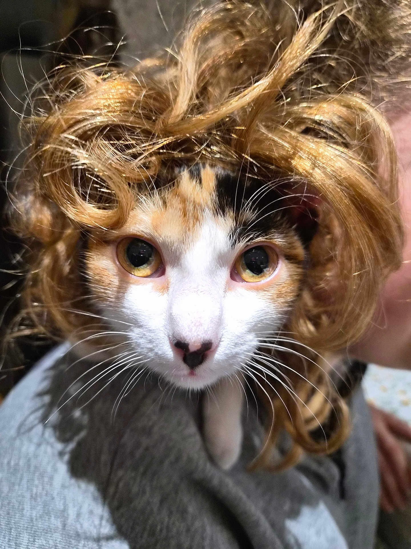 Ariely participe au concours pour gagner de l'argent avec cette photo : cat, calico_cat, wig, costume, close_up, portrait, whiskers, yellow_eyes, nose, fur, pet, indoor, cute, funny, looking_at_camera, human_hand, lap, hairpiece, domestic_cat, curly_hair