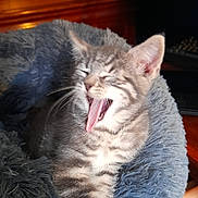Arwen a rejoint le concours — aidez-le/la à gagner de superbes lots ! animal, books, cat, cozy, cute, feline, fluffy, furniture, gray_tabby, indoor, kitten, paw, pet_bed, resting, sleepy, soft_texture, whiskers, wooden_cabinet, yawn, young_cat