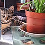 cat, kitten, tabby, plant, potted_plant, terracotta_pot, glass_surface, water_bottle, marble_table, indoor, sunlight, curious, furniture, chair, wooden_cabinet, green_leaves, close_up, pet, relaxing, domestic