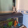 kitten, cat, fish_tank, aquarium, aquatic_plants, indoor, wooden_cabinet, decor, pet, curious, tabby, animal, furniture, green, blue, orange, wall, room, home, domestic