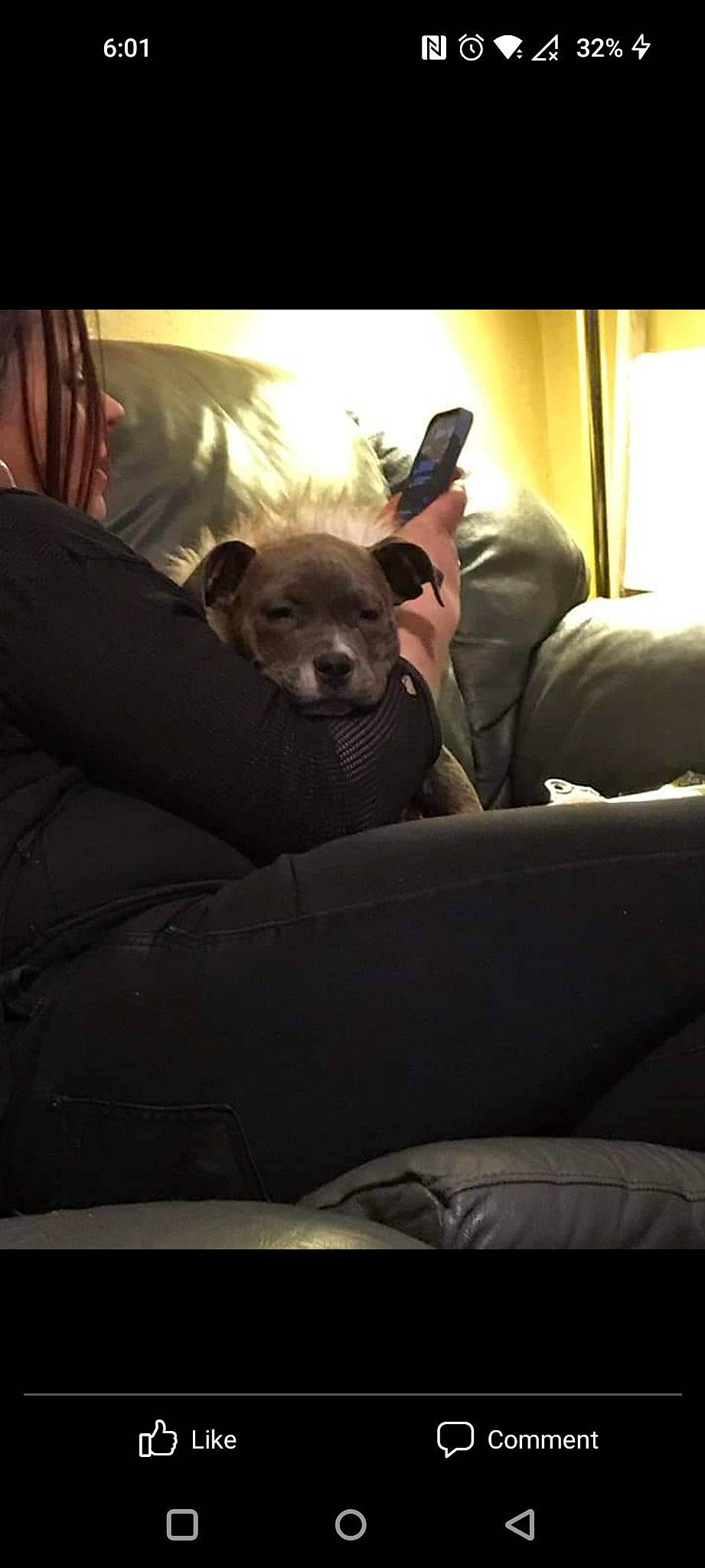 Cypress is registered to the contest to win money with this photo: auto_part, canidae, car_seat, car_seat_cover, carnivore, clock, comfort, companion_dog, couch, dog, dog_breed, family_car, fur, personal_luxury_car, sitting, sporting_group, tints_and_shades, toy_dog, vehicle_door, whiskers