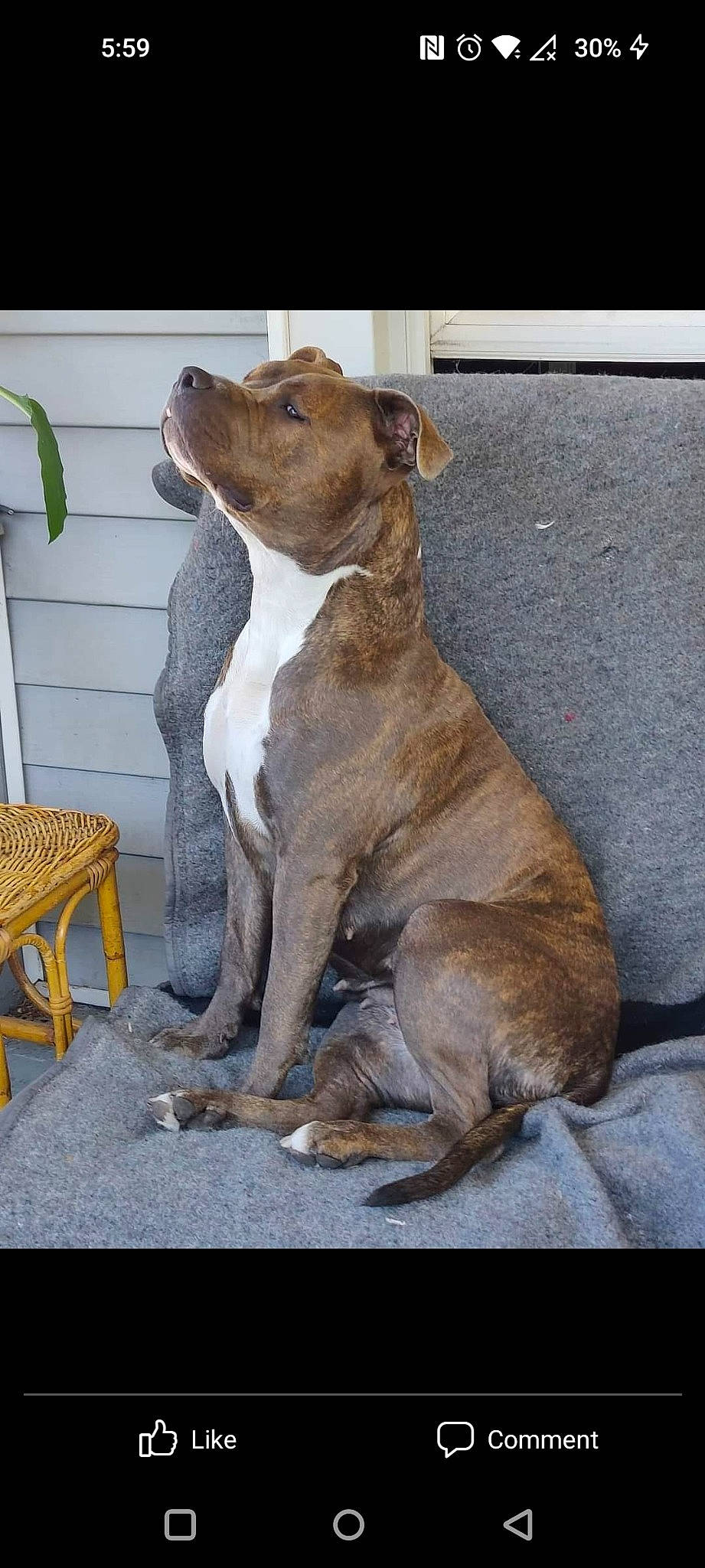 Cypress joined the competition — help win amazing prizes! canidae, carnivore, chair, collar, companion_dog, dog, dog_breed, dog_collar, fawn, liver, outdoor_furniture, pet_supply, plant, snout, sporting_group, table, tail, terrestrial_animal, wood, working_animal