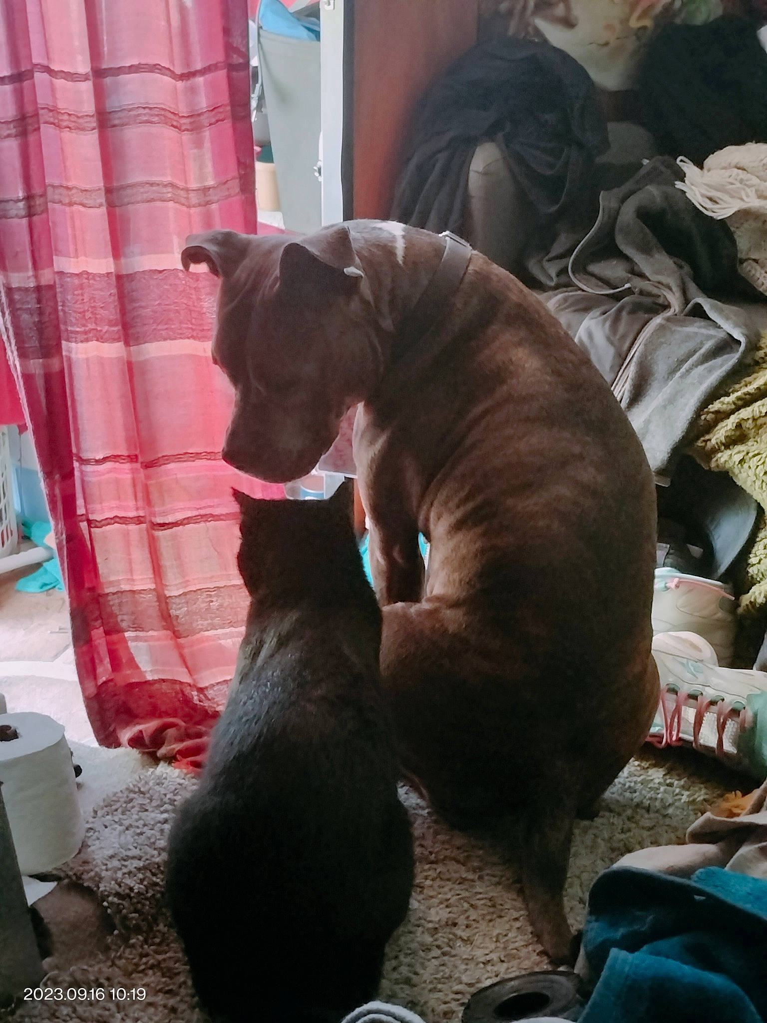 Cypress joined the competition — help win amazing prizes! canidae, carnivore, collar, comfort, companion_dog, curtain, dog, dog_breed, fawn, felidae, fur, guard_dog, liver, non_sporting_group, room, small_to_medium_sized_cats, snout, sporting_group, tail, working_animal