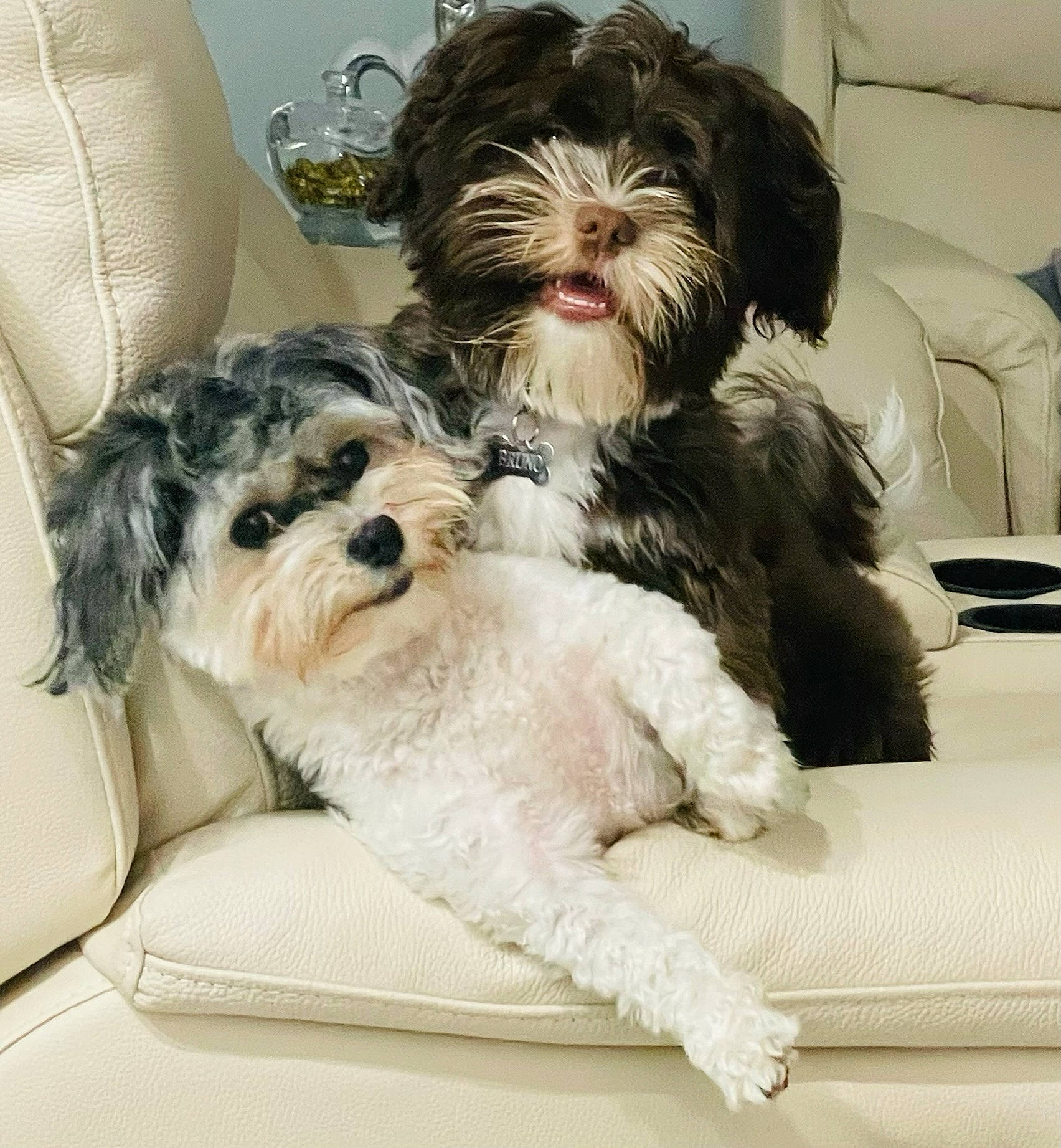 Bruno is registered to the contest to win money with this photo: canidae, carnivore, comfort, companion_dog, couch, dog, dog_breed, dog_supply, fur, liver, maltepoo, shih_poo, shih_tzu, small_terrier, snout, sporting_group, terrier, toy_dog, working_animal, yorkipoo