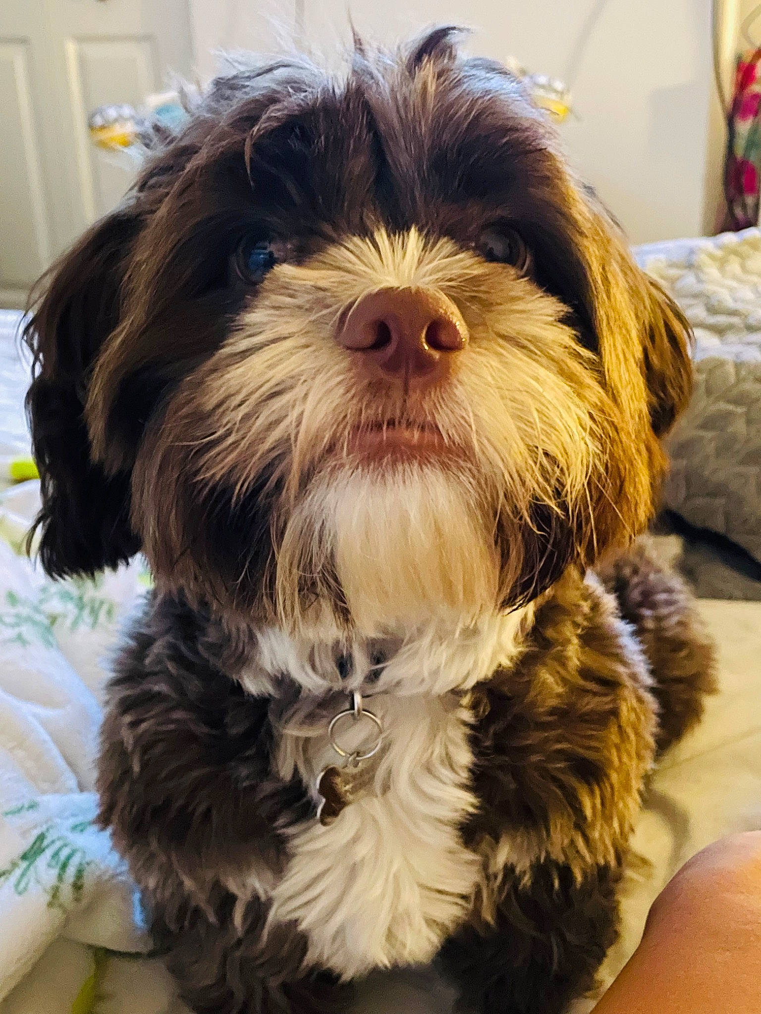 Bruno joined the competition — help win amazing prizes! biewer_terrier, cabinetry, canidae, carnivore, companion_dog, dog, dog_breed, fur, liver, maltepoo, puppy, puppy_love, shih_poo, small_terrier, snout, sporting_group, terrier, toy_dog, working_animal, yorkipoo