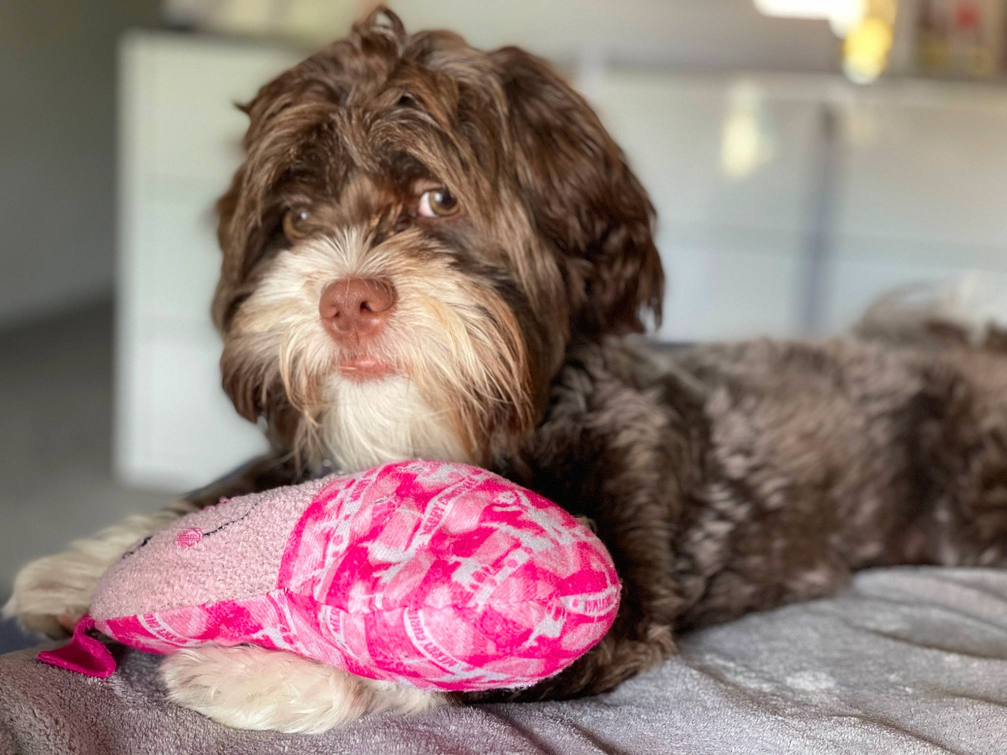 Bruno joined the competition — help win amazing prizes! canidae, carnivore, comfort, companion_dog, dog, dog_bed, dog_breed, dog_supply, fur, liver, mal_shi, maltepoo, shih_poo, small_terrier, snout, sporting_group, terrier, toy_dog, water_dog, working_animal