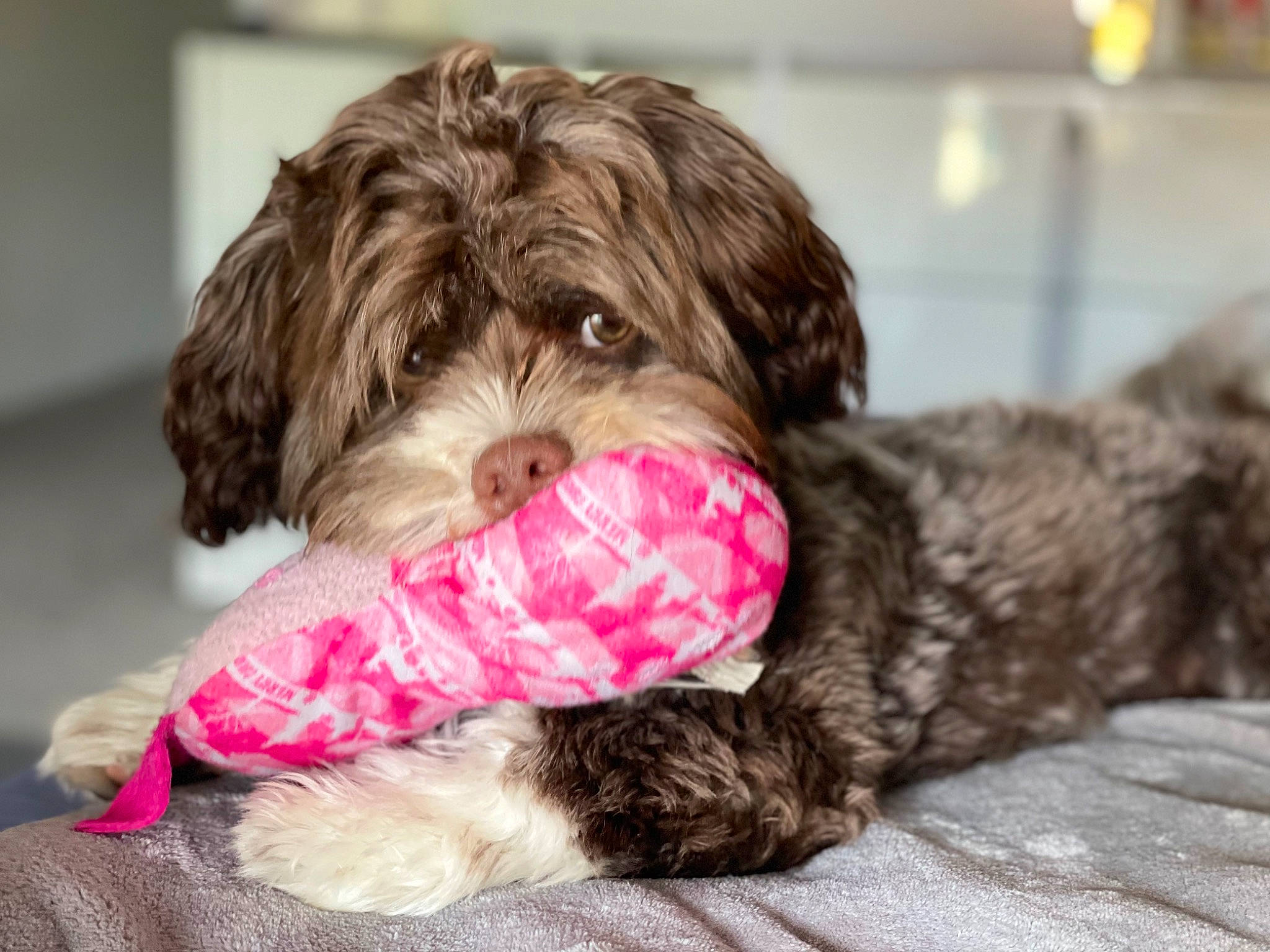 Bruno is registered to the contest to win money with this photo: canidae, carnivore, companion_dog, dog, dog_breed, dog_supply, fur, labradoodle, liver, maltepoo, non_sporting_group, puppy, small_terrier, snout, sporting_group, terrier, toy_dog, water_dog, working_animal, yorkipoo