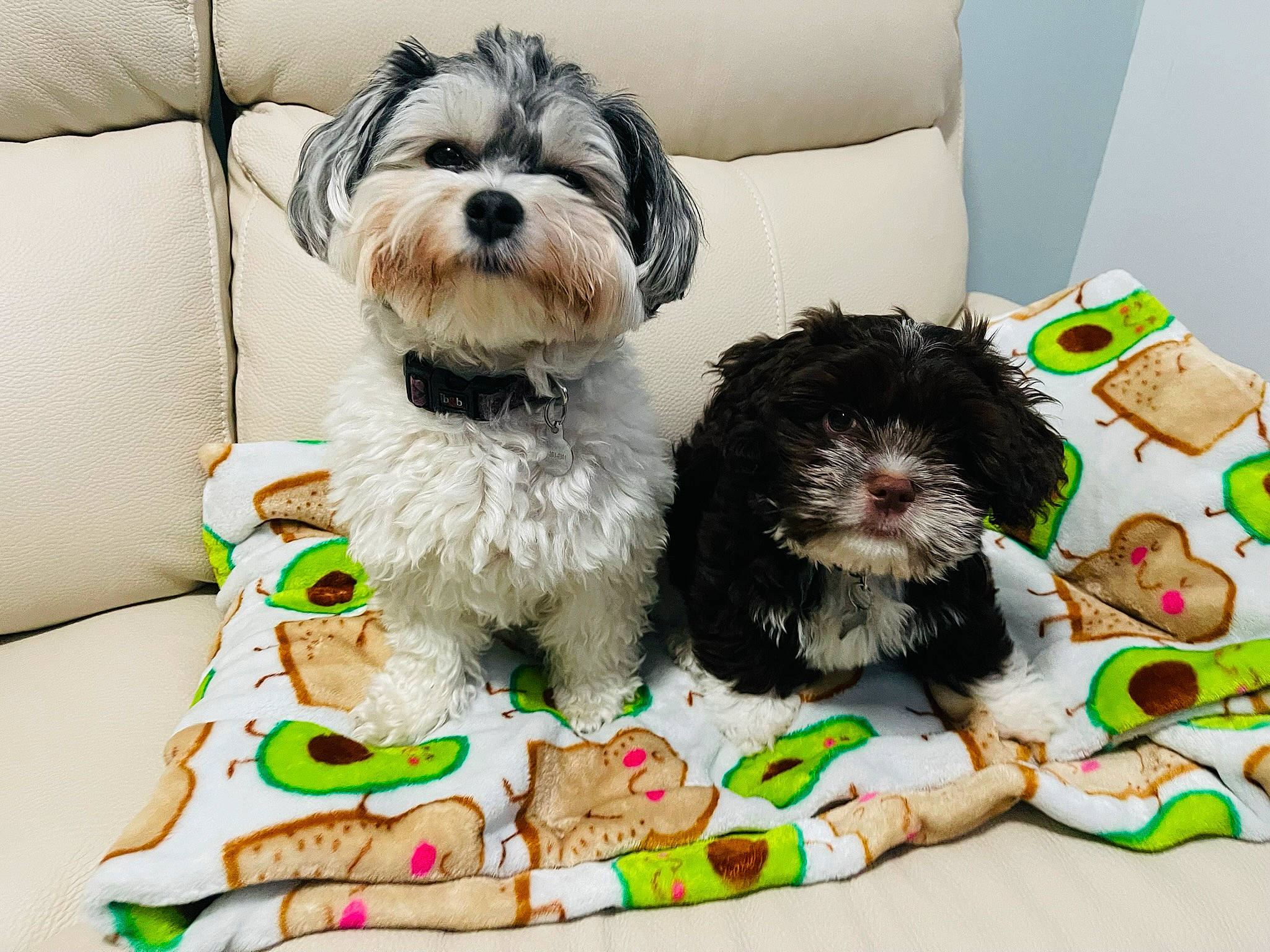 Emily is registered to the contest to win money with this photo: canidae, carnivore, collar, companion_dog, dog, dog_breed, dog_clothes, dog_collar, dog_supply, fashion_accessory, fur, liver, pattern, pet_supply, sporting_group, terrier, toy_dog, water_dog, working_animal, yorkipoo