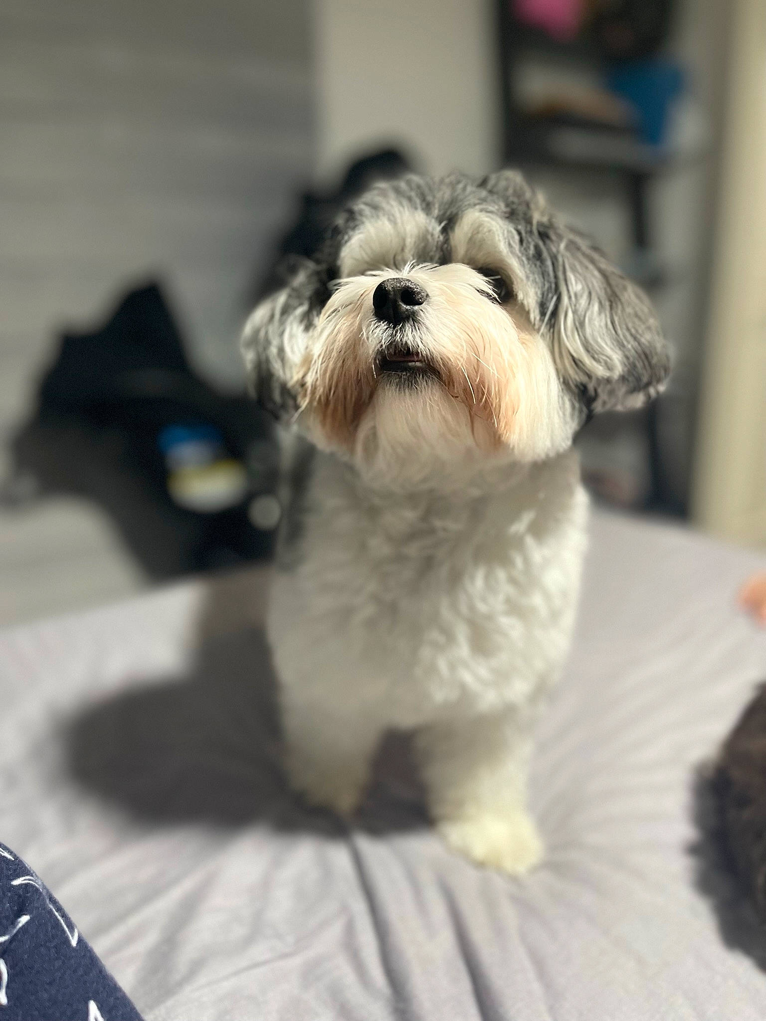 Emily joined the competition — help win amazing prizes! canidae, carnivore, comfort, companion_dog, dog, dog_breed, fur, liver, mal_shi, maltepoo, non_sporting_group, pekapoo, shih_poo, shih_tzu, small_terrier, sporting_group, terrestrial_animal, terrier, toy_dog, working_animal