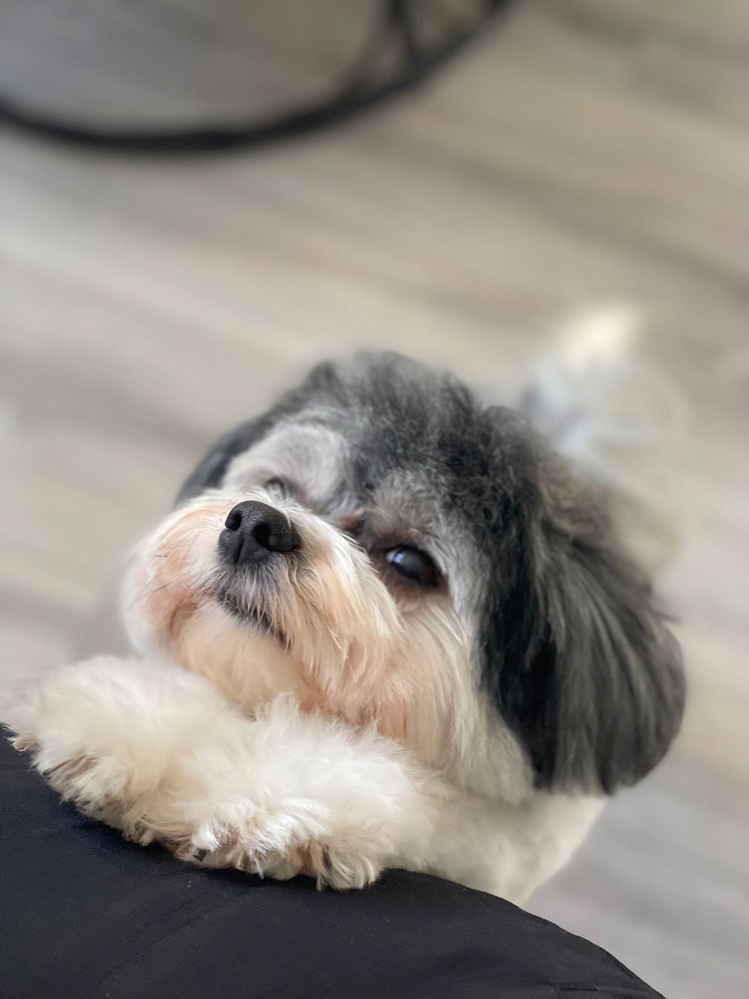 Emily joined the competition — help win amazing prizes! canidae, carnivore, companion_dog, dog, dog_breed, fur, mal_shi, maltepoo, paw, pekapoo, shih_poo, shih_tzu, small_terrier, snout, sporting_group, terrestrial_animal, terrier, toy_dog, whiskers, working_animal