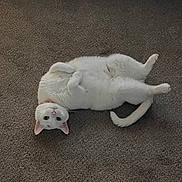 Toby is registered to the contest to win money with this photo: cat, white_cat, pet, animal, carpet, indoor, feline, cute, relaxed, lying_down, playful, fur, whiskers, ears, tail, paws, domestic_animal, looking_up, collar, floor