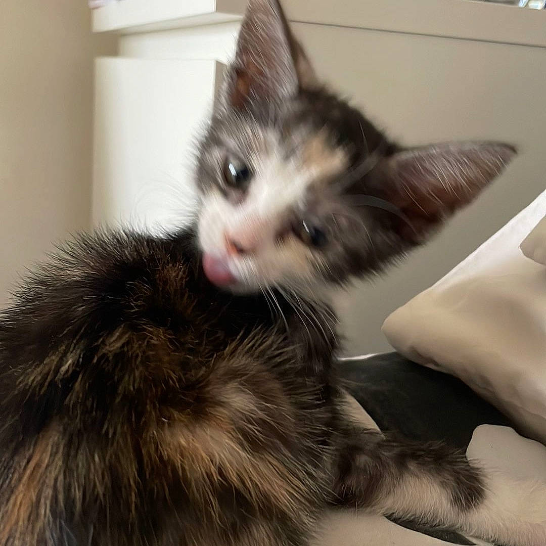 Marble is registered to the contest to win money with this photo: box, cardboard, carnivore, cat, claw, comfort, domestic_short_haired_cat, ear, eye, felidae, foot, fur, head, iris, mammal, paw, small_to_medium_sized_cats, snout, tail, whiskers