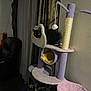 Luna is registered to the contest to win money with this photo: black_cat, cat_tree, cat_toy, curious_cat, indoor, living_room, curtains, furniture, pet, pet_furniture, purple, pink, yellow, toy, leisure, cozy, home, animal, play, rest
